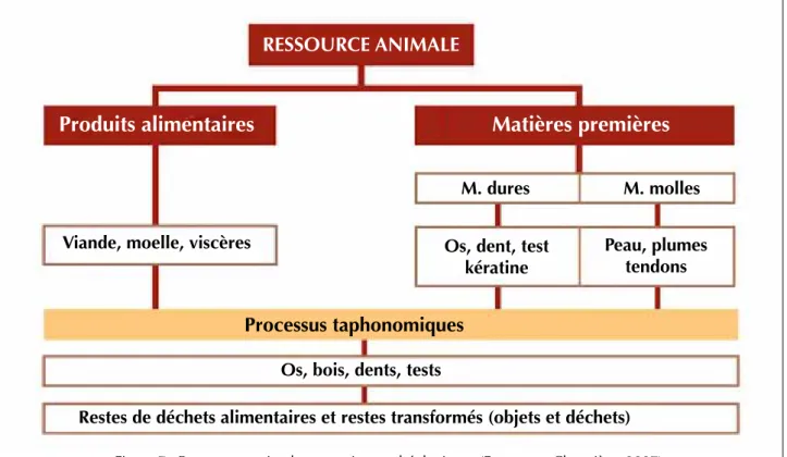 Figure 7 : Ressources animales et vestiges archéologiques (Fontana et Chauvière, 2007).