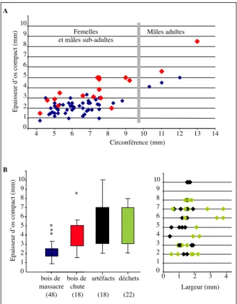 Figure 15 : A - Données métriques des bases de bois de  chute et de massacre de Renne