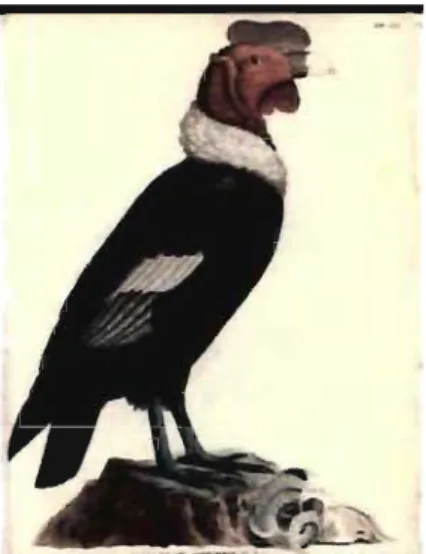 Figure 1 : IUustration scientifique d'un condor mâle, faite par Humboldt 