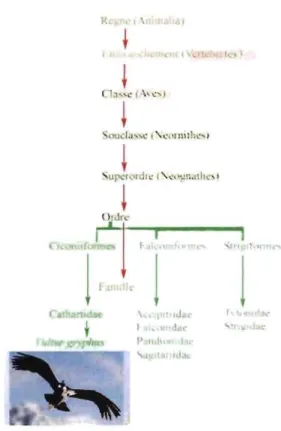 Figure 2 : La classification taxonomique du condor des Andes  Li _las  T CJti oll  a:\:  Il  m  Ique 