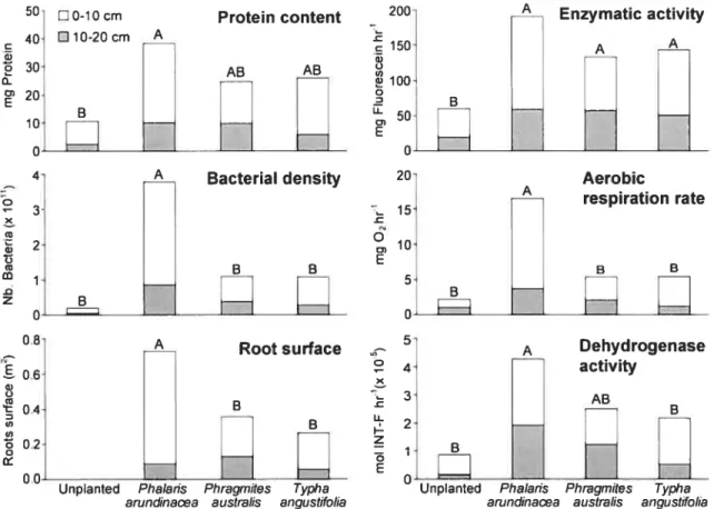 Figure 2.2: Microbial densities, activities and foot surface per microcosm depending on depth (0-10 cm 10-20 cm) (A,B significant value P &lt;0.05)