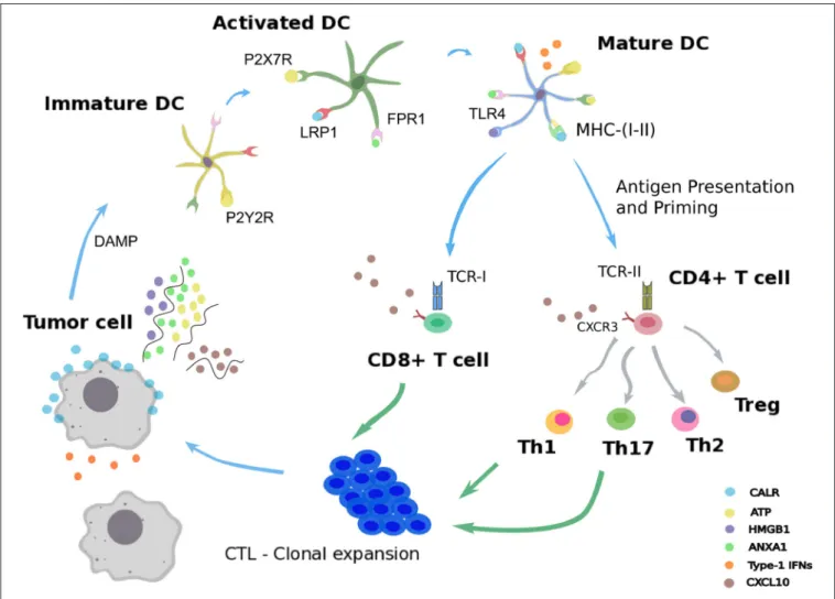 FIGURE 1 | Immunogenic cell death. Schematic representation of the immunogenic cell death cycle, starting with release of DAMPs from a dying tumor cell, leading to the maturation of a dendritic cell (DC), ultimately activating CD4 + and CD8 + T cells, whic