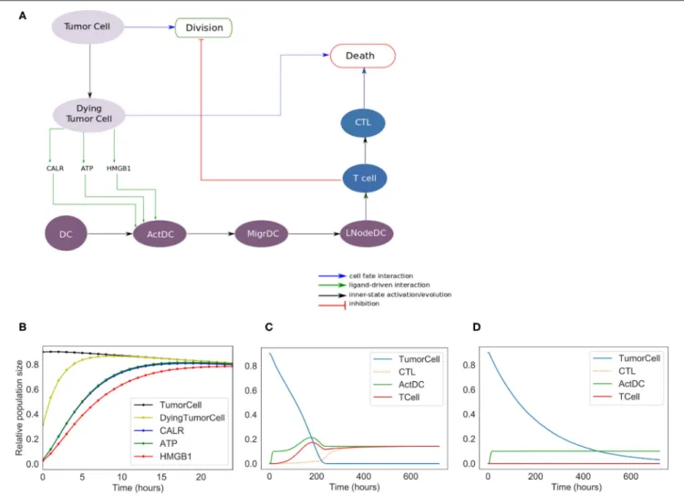 FIGURE 2 | Phenomenological model. (A) Influence network of the simplified version of ICD: it involves three cell types: tumor cells (Tumor Cell and Dying Tumor Cell for cells that have been treated by chemotherapeutic agents, gray nodes), dendritic cells 