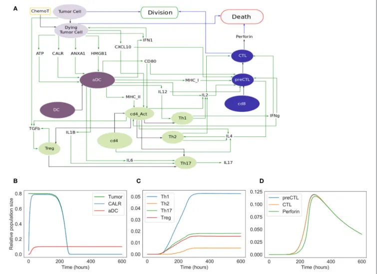 FIGURE 3 | Extended model. (A) Influence network of the extended version of ICD involving four cell types: tumor cells (light purple nodes), dendritic cells (dark purple nodes), CD4 + T cells (green nodes) and CD8 + T cells (blue nodes)