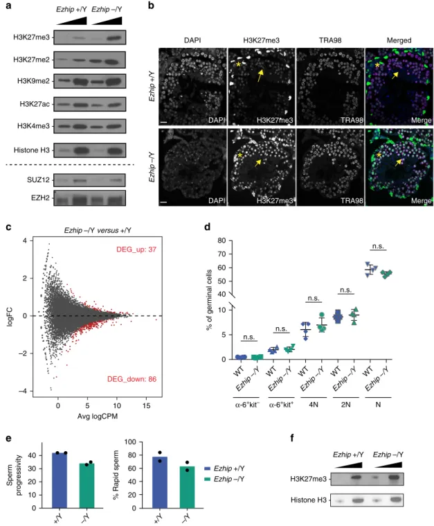 Fig. 5 Global increase of H3K27me2/3 in male germ cells Ezhip−/− . a Western blot analysis of H3K27ac, H3K4me3, H3K27me3, H3K27me3, H3K9me2, and H3 on whole testis extracts WT and Ezhip − /Y (titration 1, 2.5×)