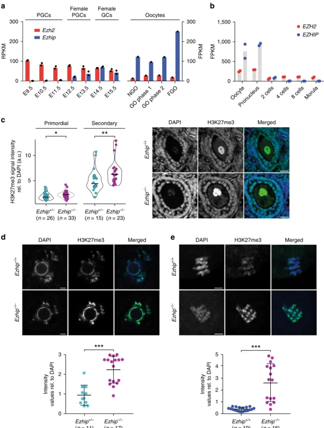 Fig. 6 Mature oocyte Ezhip−/− displays an altered epigenetic landscape. a Ezhip and Ezh2 expression (RPKM and FPKM) in germ cells during embryonic development and in oocytes isolated at different stages of follicular growth (PGC primordial germ cells, GC g