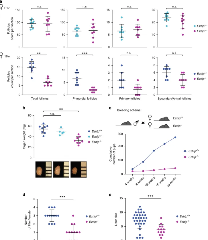 Fig. 8 Ezhip knockout affects adult female fertility. a Follicle counting on WT vs. Ezhip−/− 2 week-old female slides and 16-week-old, upper and lower panel, respectively (eight slides counted for each genotype, mean ± s.d.)