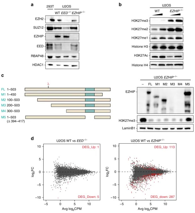 Fig. 2 EZHIP inhibits H3K27me3 deposition. a Western blot analysis of PRC2 core complex subunits (SUZ12, RBAP48, EED, and EZH2), EZHIP and HDAC1 (loading control) on U2OS nuclear extracts WT, EED−/− , and EZHIP−/− 