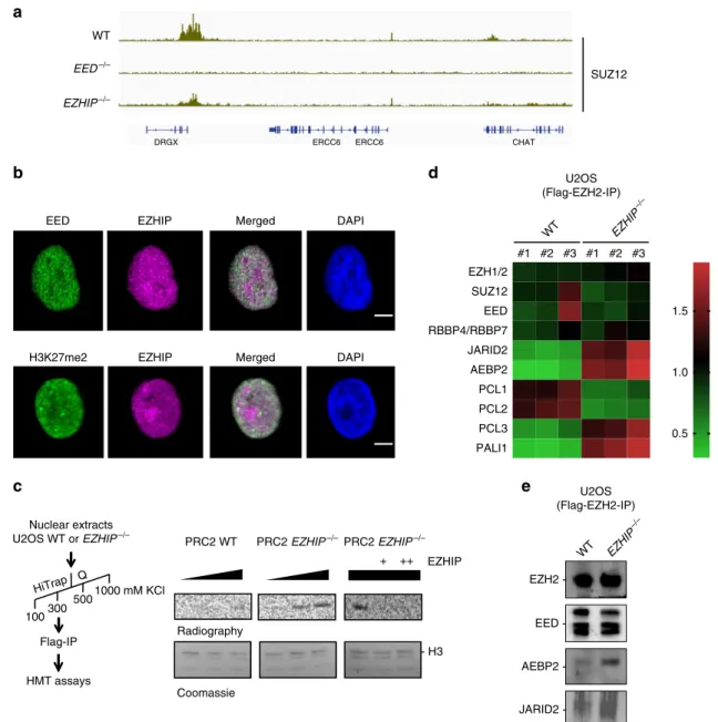 Fig. 4 EZHIP mitigates PRC2-cofactors interactions. a Genome-browser representation of SUZ12 enrichment in U2OS WT, EED−/− , and EZHIP−/− 