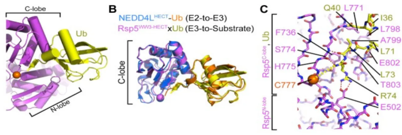 Figure  5: Interactions entre le domaine HECT et l'ubiquitine. (A) Liaison covalente entre  l’ubiquitine et la Cys catalytique de la ligase Rsp5p dans la structure cristalline de WW3-HECT Rsp5p -Ub