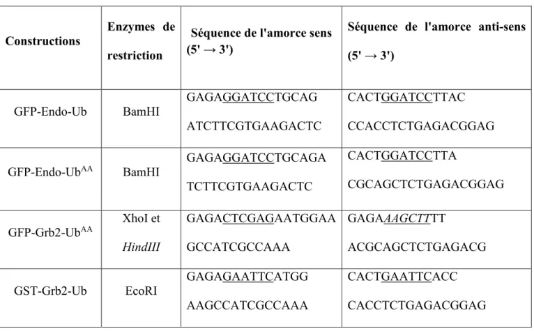 Tableau 1: Amorces utilisées pour le clonage des différentes constructions de plasmide 