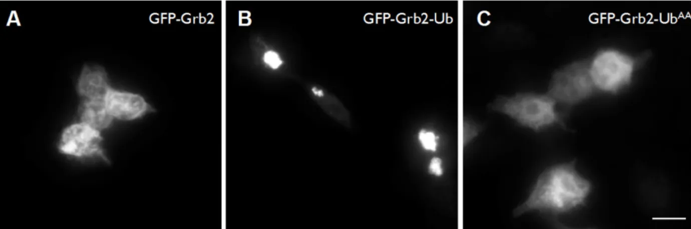 Figure 9: Ubiquitylation de la protéine de fusion Grb2-Ub AA .  L’expérience est réalisée avec la  même procédure que la figure 7B