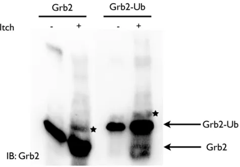 Figure 10: Ubiquitylation in vitro de Grb2 et Grb2-Ub.  Grb2 et Grb2-Ub recombinants ont été  incubés avec l’ubiquitine, E1, E2, l’ATP et Itch recombinant à 30°C pendant 90 minutes
