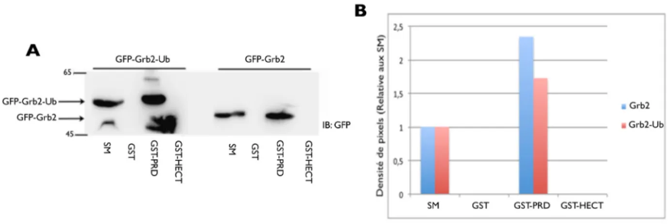 Figure  11: Interaction des protéines Grb2 et Grb2-Ub avec Itch.  A, des extraits de cellules  transfectées avec GFP-Grb2 et GFP-Grb2-Ub, ont été incubées avec GST seul, ou PRD-Itch et  GST-HECT-Itch couplés aux billes glutathion-sépharose