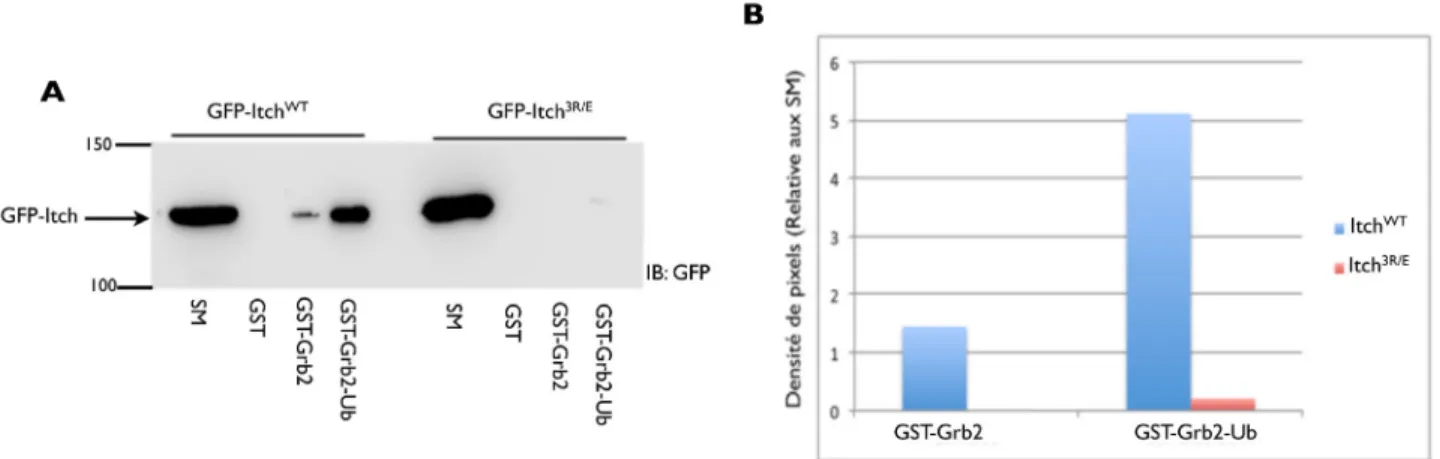 Figure 12: Interaction du domaine HECT de Itch avec l'ubiquitine fusionnée à Grb2. A, des  extraits de cellules transfectées avec GFP-Itch WT  et GFP-Itch 3R/E , ont été incubés avec GST seul ou  GST-Grb2 et GST-GST-Grb2-Ub couplés aux billes glutathion-sé