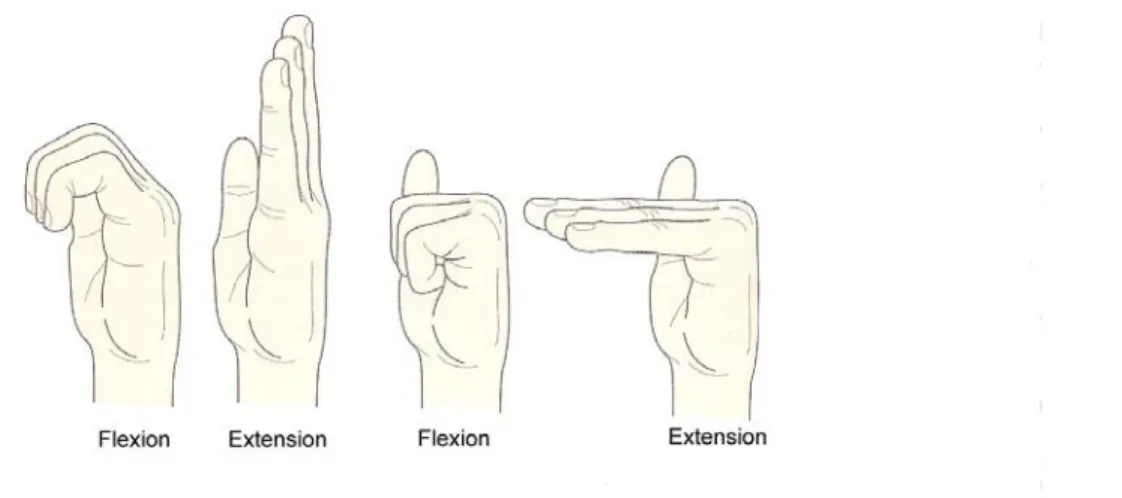Figure 2.11.  Schéma illustrant les mouvements de flexion / extension des doigts.  