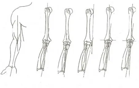 Figure 2.12  Schéma représentant diverses techniques de mesures de l’angle du  varus de l’avant-bras
