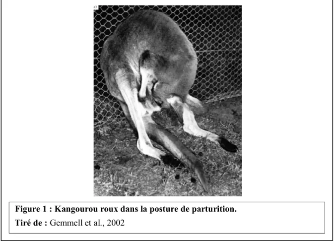 Figure 1 : Kangourou roux dans la posture de parturition. 