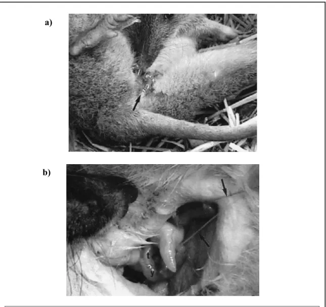 Figure 2 : La naissance chez le bandicoot brun du nord. 