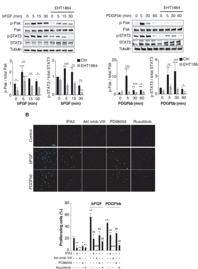 Figure 3  Role of Rac1/P21- activated kinases (Pak1) in bFGF- induced activation of Akt- dependent signalling pathway