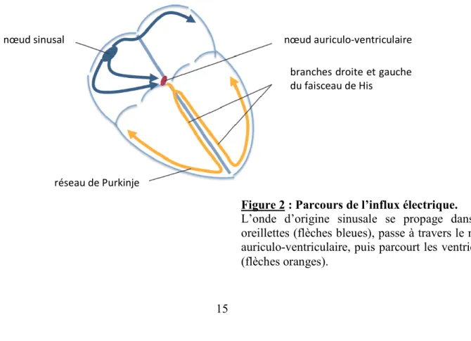 Figure 2 : Parcours de l’influx électrique. 