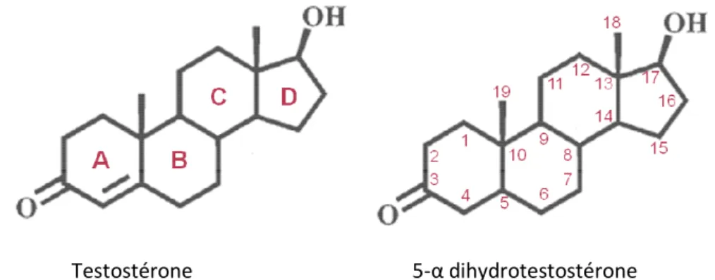 Figure 10 : Structures de la testostérone et de la 5-α α α α dihydrotestostérone. 