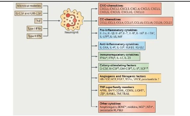 Figure 5. Chimiokines du neutrophile