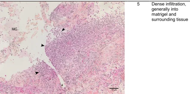 Figure  1.  Histologic  neutrophil  scoring  of  biopsies. Histological examination shows matrigel  as a homogenous, bright pink substance surrounded by host tissue and collagen fibers, colored  by  the  saffron-yellow  to  orange  hues