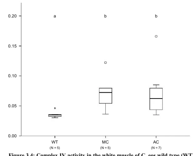 Figure 3.4: Complex IV activity in the white muscle of C. eos wild type (WT),  Mississippian (MC) and Atlantic (AC) cybrids