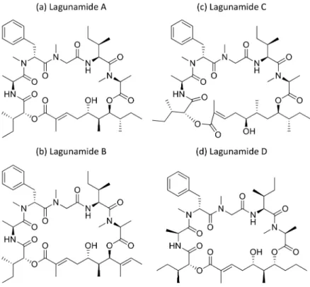 Figure 23. Chemical structure of lagunamides.