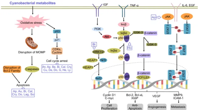 Figure 1. Major pathways of cancer inhibited by cyanobacterial metabolites. An, ankarholide; Ap, apratoxin; Au, aurilide;
