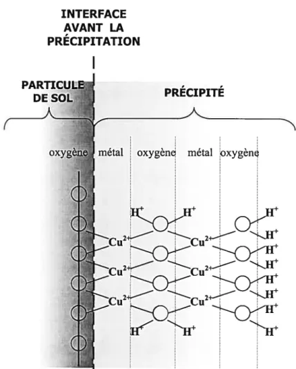 Figure 4 Représentation schématique de la précipitation d’un hydroxyde de Cu à la surface d’une particule de sol (Scheidegger et Sparks, 7996).