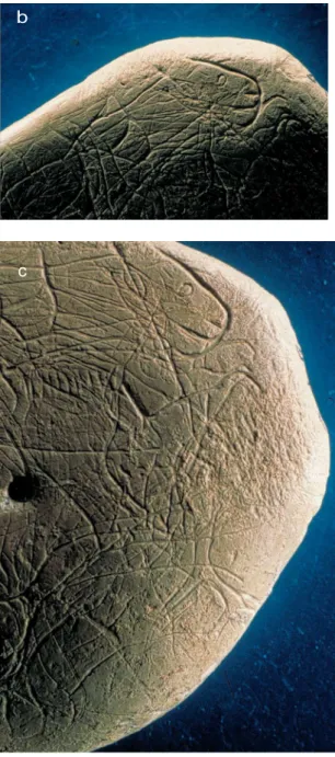 Figure 5. Galet  en calcaire de  La Colombière  (Ain)  gravé  sur cette  face de plusieurs  animaux  enchevêtrés,  un  cervidé,