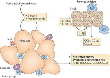 Figure 3.  Diabète de type 2 et inflammation dans les tissus sensibles à l’insuline. 