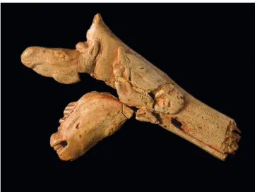Fig. 6. — Fragment de propulseur sculpté et gravé de trois têtes de chevaux,  dont une est décharnée