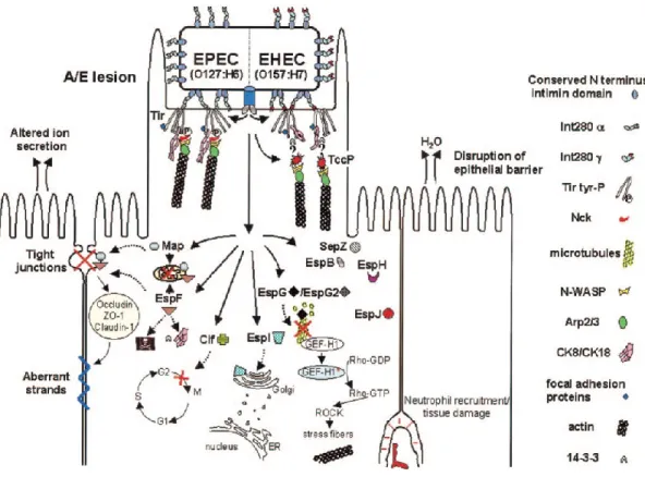 Figure 6. Sécrétion par le SST3 des effecteurs au sein de la cellule hôte. Selon  Garmendia et al