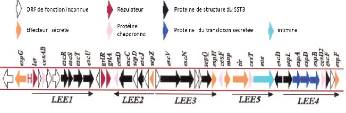 Figure 7. Organisation génétique du LEE. Selon Garmendia et al. [58]. Le LEE  est constitué de 5 opérons majeurs (LEE1 à LEE5)