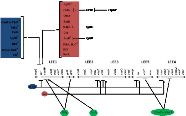 Figure 8. Schéma général de la régulation des gènes du LEE chez les EHEC. 