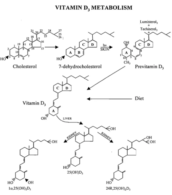 Figure  1.3:  Key vitamin  D sterol structures.  Top  row:  vitamin D3  (D3) is  structurally  related to cholesterol (the numbering of the carbon atoms is identical)