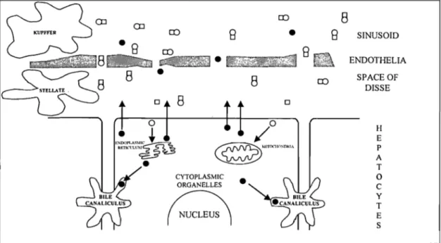 Figure 1.4  How the liver handles  vitam in D  and its metabolites. Vitamin D  (D) and its  metabolites (0) exist in blood largely bound to  proteins (lipoproteins, chylomicrons, and D  binding protein (0))