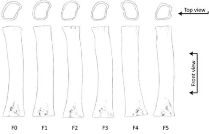 Fig. 2: Morphological variations between bones used for crafting F0 to F5 in the Hand- Hand-crafting process experiments explained below