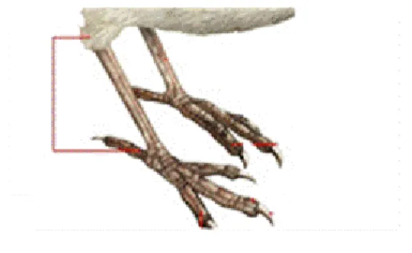 Figure 2.6 : Mesure du tarse entre la cheville et l’articulation des doigts   (d’après Lombardo et al