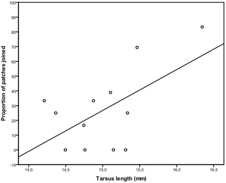Figure 3.1: Proportion of patches scrounged in relation to tarsus length 