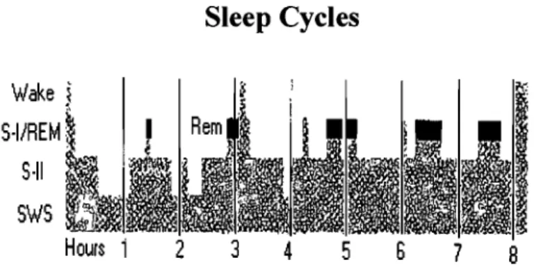 Figure 5.  Example of the time course of sleep cycles arcoss a night of normal sleep in  adults