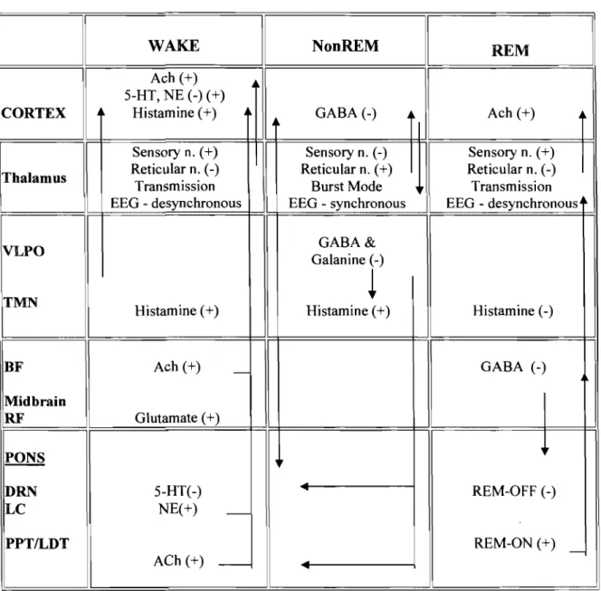 Table 1.  MECHANISMS OF W AKEFULNESS AND SLEEP: 