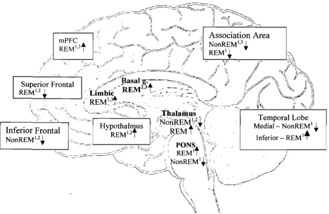 Figure  6:  A  schematic  sagittal  view of convergent findings  in  relative  regional  brain  activation  and  deactivation