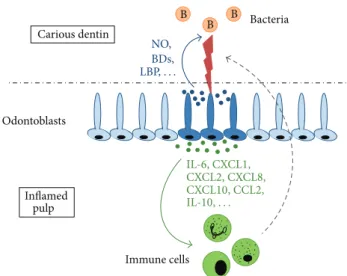 Figure 1: Two key aspects of the odontoblast defence against dentin- dentin-invading bacteria