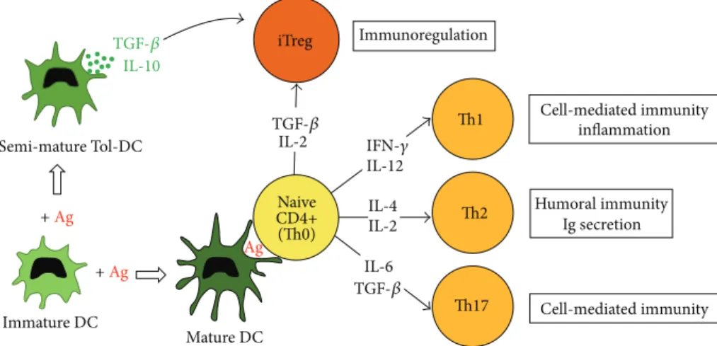 Figure 2: The putative role of dendritic cells (DCs) in the regulation of T helper (Th) and induced regulatory T (iTreg) cell differentiation.