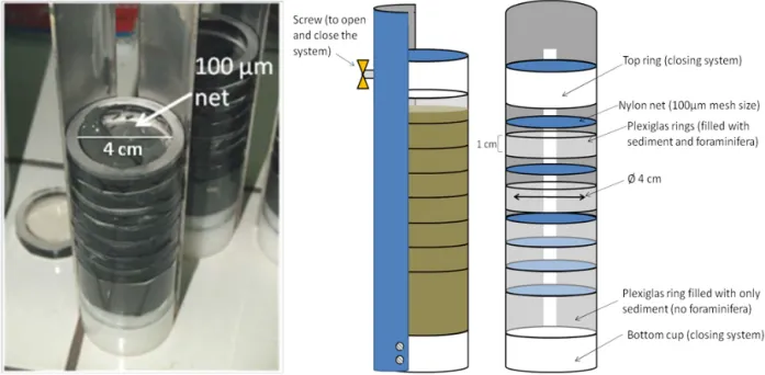 Figure 1. Experimental cores. Picture showing the filling up of the cores with sieved sediment (left) and the scheme of the experimental cores (right).
