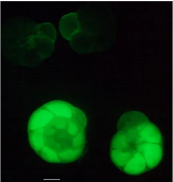 Figure 2. Example of calcein-labelled specimens of Ammonia tep- tep-ida as they were observed before incubation in FDA (top), and two living specimens after FDA incubation (bottom)